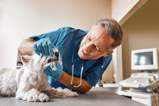 Best Emergency Treatment for Dental Infections or Abscesses in Makawao, HI